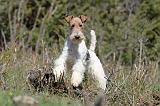 FOX TERRIER 369